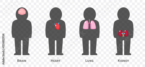 The human body systems cartoon illustration Set 1 of 3. Includes nervous, cardiovascular, respiratory and urinary system . Isolated transparent background . Vector .