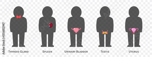 The human body systems cartoon illustration Set 3 of 3. Includes Thyroid gland , spleen, urinary bladder, reproductive system . Isolated transparent background . Vector .
