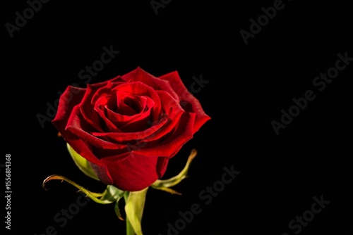 Close-up of red rose against black background