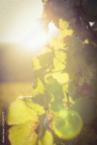 Close-up of plants on sunny day