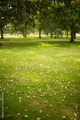 Dry fallen leaves on grass field