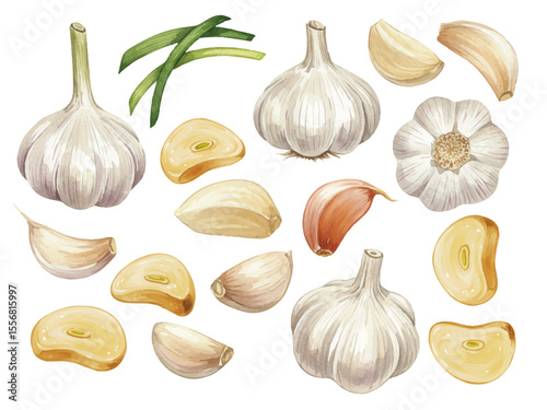 Vector watercolor garlic / 水彩テイストのにんにくイラスト