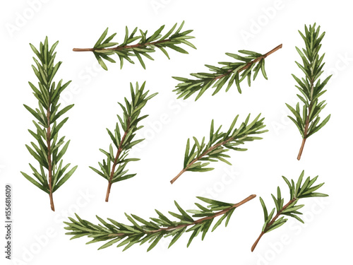 Vector watercolor herb / 水彩テイストのローズマリーイラスト