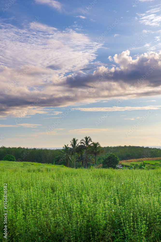 Fototapeta premium beautiful morning view from Indonesia of mountains and tropical forest