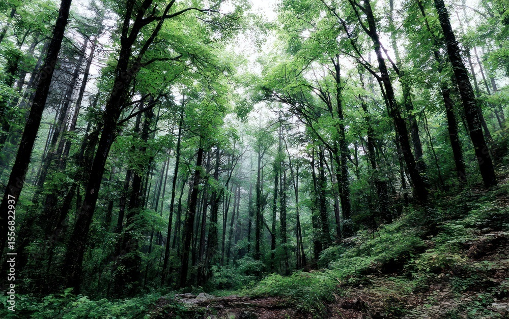 Obraz premium Lush forest canopy