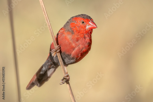 A wild crimson finch (Neochmia phaeton) clinging to a thin blade of grass with grass seeds on its beak, Australia