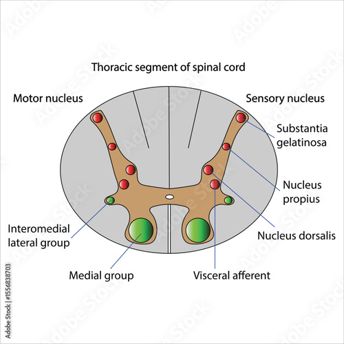 Cross-Section of the Thoracic Spinal Cord Anatomy