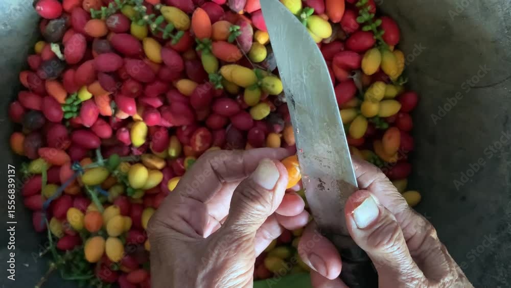 The process of peeling the skin of melinjo fruit ( Gnetum gnemon ) manually using a knife. melinjo fruit from tropical regions such as Indonesia.