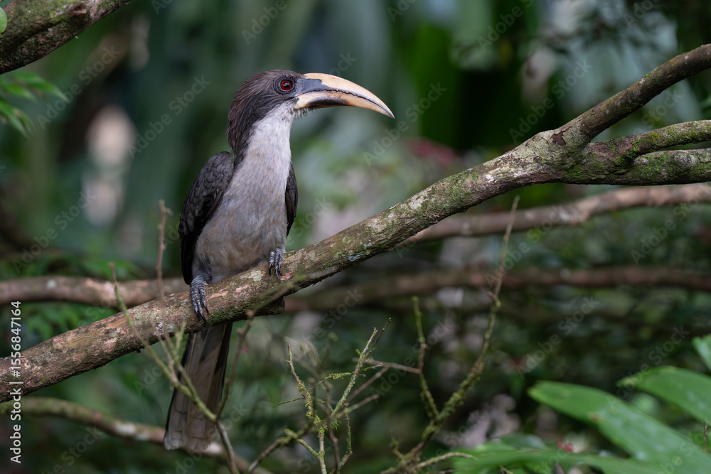 Obraz premium Close up portrait of beautiful hornbill bird