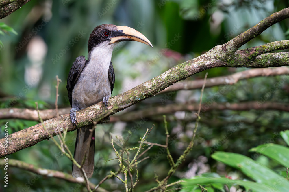 Obraz premium Close up portrait of beautiful hornbill bird
