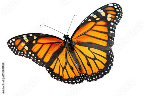 Majestic Monarch Butterfly in Flight Stunning Wings, Vibrant Colors