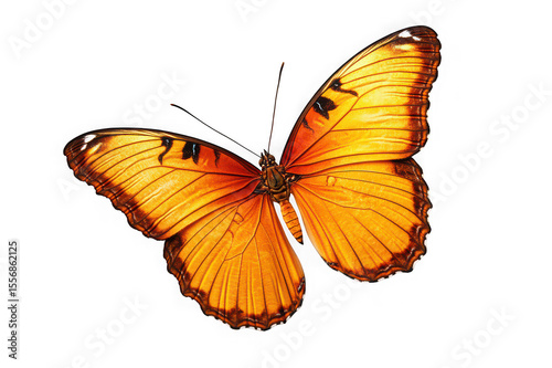 Vibrant Orange Butterfly in Flight A Stunning Close-Up