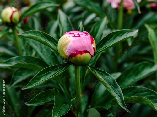 Closeup of a large purple and green bud on a peony plant