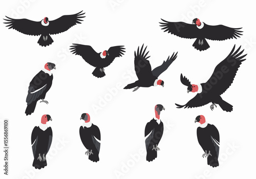 Set of vector illustrations depicting Andean condors in flight and standing poses, isolated on a white background.