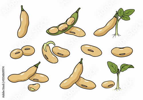 Set of hand-drawn illustrations showing soybeans, pods, beans, and a seedling, representing different stages of growth and forms.