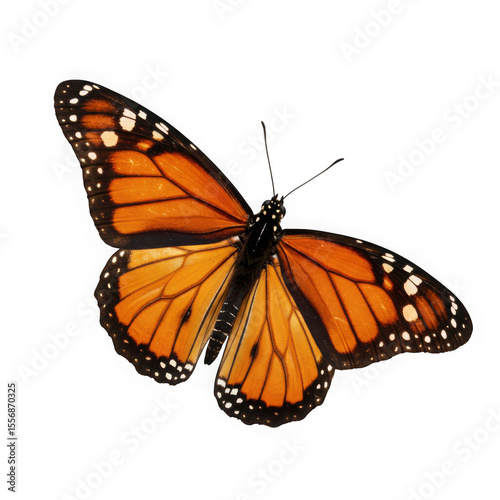 Detailed close up of a monarch butterfly with vibrant orange wings and black veins isolated on transparent background