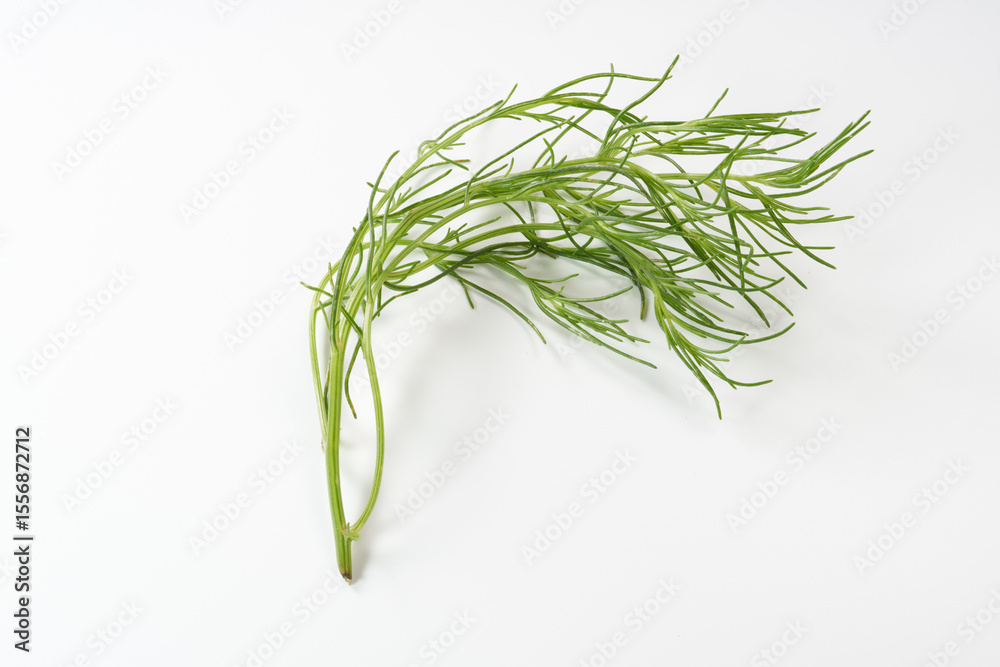 Obraz premium おかひじき イメージ