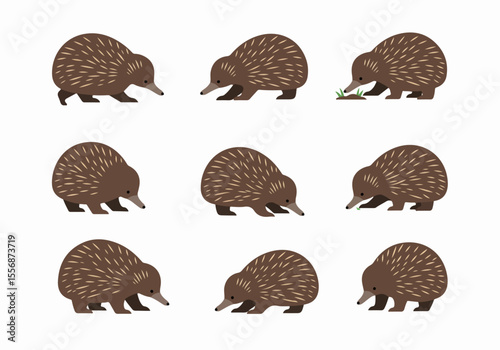 Cute Echidna Illustration Set: Collection of Spiny Anteater Characters in Different Poses on White Background