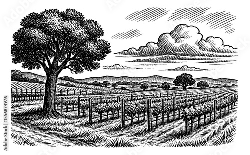 Detailed Engraving of a Vineyard with Tree, Clouds and Hills in the Background in Black and White