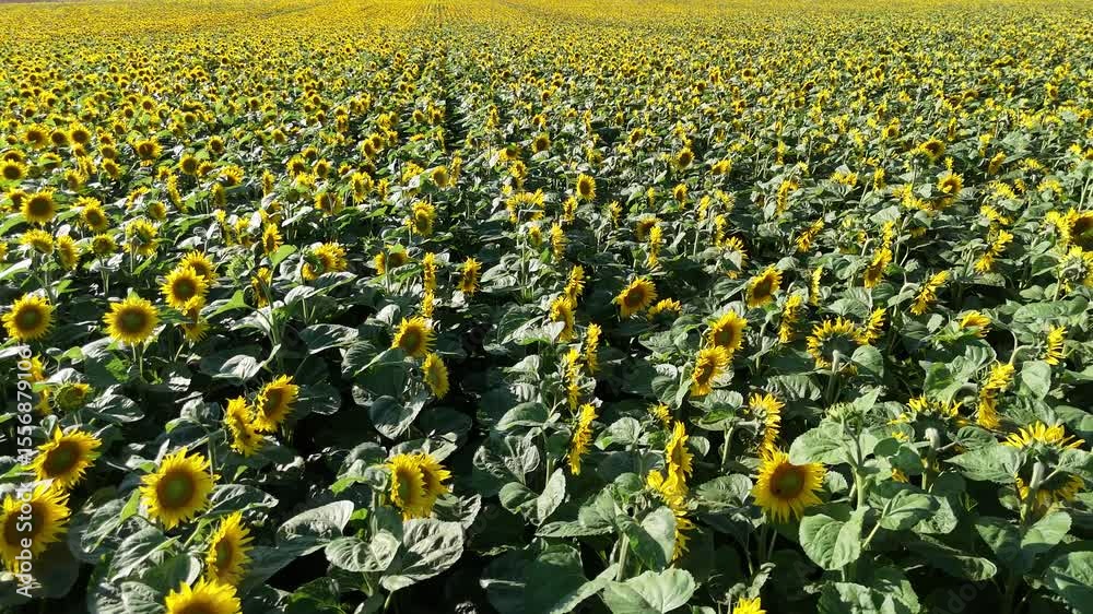 survol d'un champ de tournesols en fin de journée en Lorraine