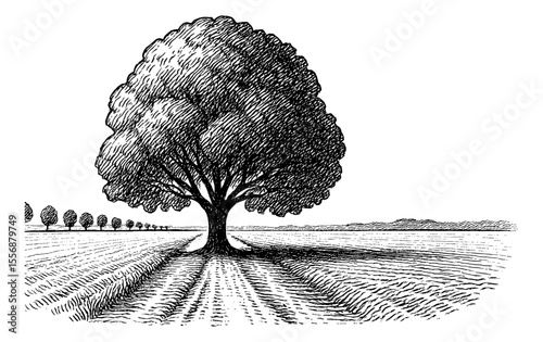 Tree in Field Engraving Style Black and White Landscape Simple Illustration