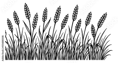 Illustration of wheat plants with black outline on white background