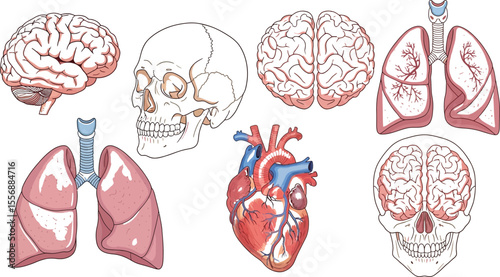 Illustration of human organs including brain skull heart and lungs
