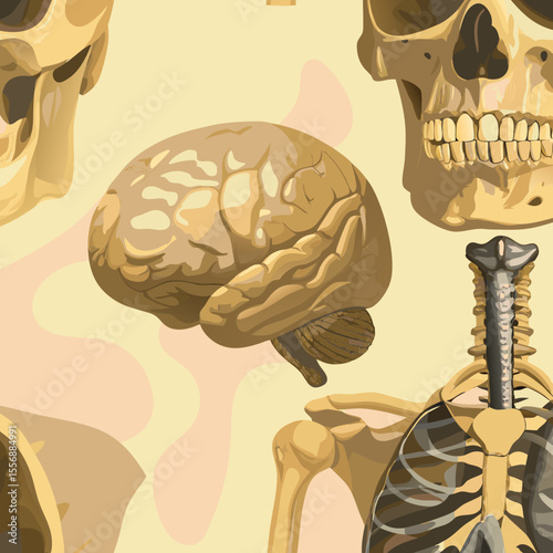 human brain anatomy