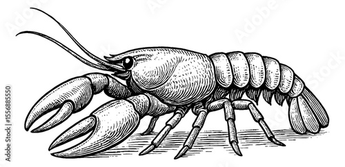 Detailed Engraving of a Lobster Crustacean with Claws and Antennae in Black and White