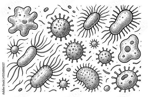 Collection of Various Bacteria and Viruses in Detailed Black and White Engraving Style