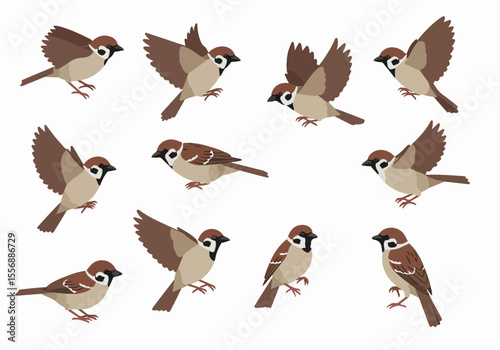 Cartoon illustration set of sparrows in various poses including flying, sitting, and perching, isolated on a white background.