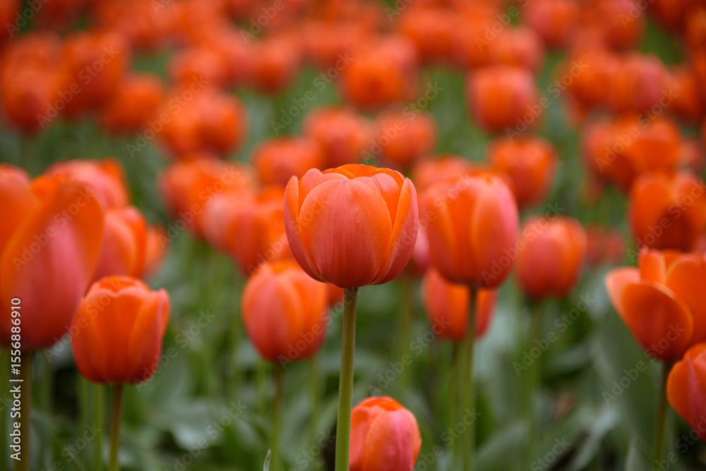 Obraz premium red tulip flowers in flower bed, growing beautiful flowers, gardening concept, nature background