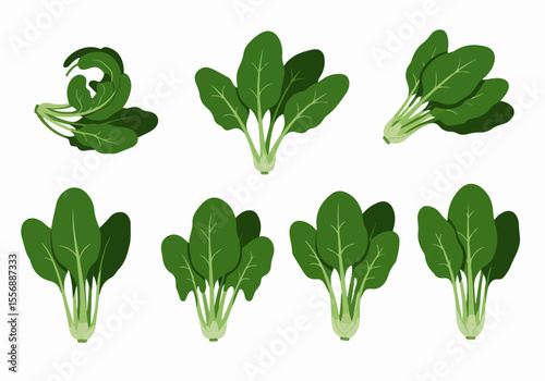 Set of green spinach illustrations or icons on a white background, depicting fresh, healthy vegetable bunches.