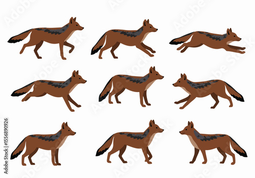 Flat vector illustration set of black-backed jackals in various poses: walking, running, and standing. Isolated African wild animals on a white background.