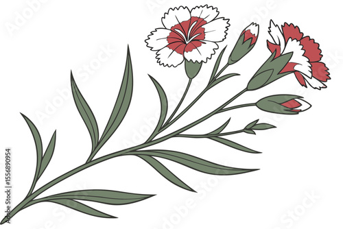 Dianthus Flower Detailed Bloom for Botanical Art