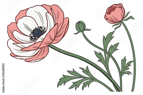 Ranunculus Flower Elegant Bloom for Prints