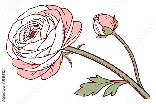 Ranunculus Blossom Hand Drawn Vector Design
