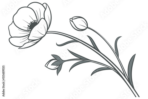 Ranunculus Flower Petals Layered Garden Bloom