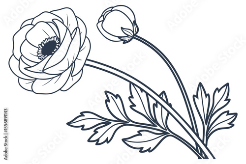 Ranunculus Artistic Illustration for Floral Art