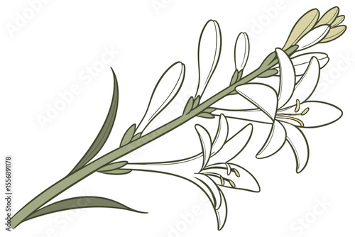 Tuberose Botanical Clipart for Floral Decor