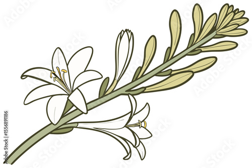 Tuberose Isolated White Flower Design