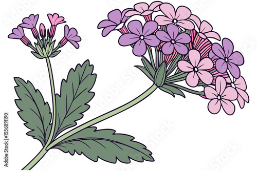 Verbena Botanical Art for Floral Projects