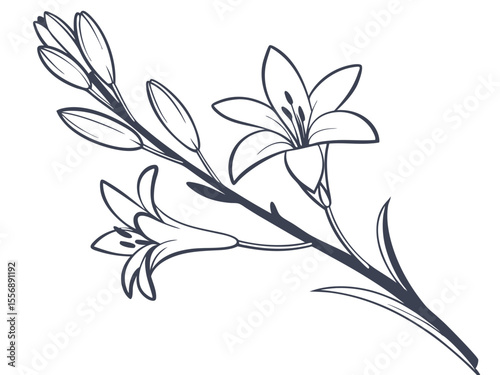 Tuberose Flower Elegant Fragrance Bloom Art