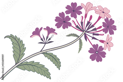 Verbena Bloom Soft Garden Plant Illustration