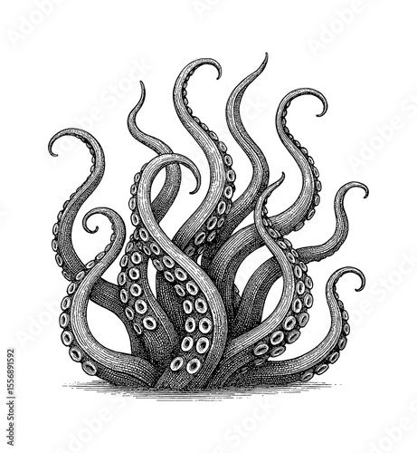 Engraved Illustration of Octopus Tentacles Curling Upward in Black and White