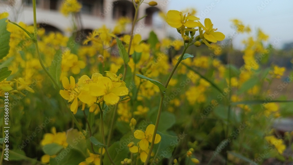 Obraz premium Close-Up of Yellow Flowers with Green Leaves.