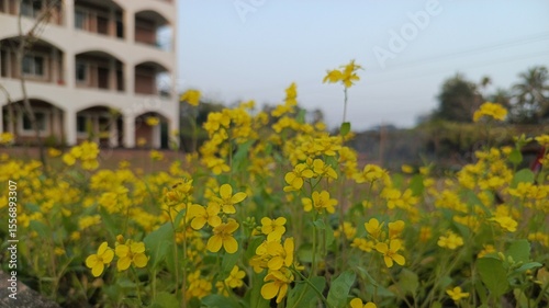 Yellow Wildflowers in Front of Multi-Story Building.