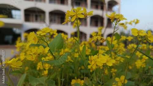 Yellow Flowers in Front of a Multi-Story Building.