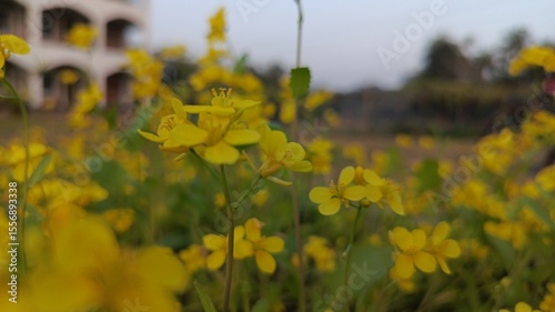 Close-Up of Yellow Flowers in Outdoor Setting.
