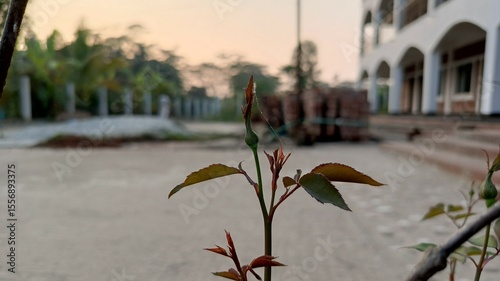 New Rose Bud in Front of a Building at Sunset.